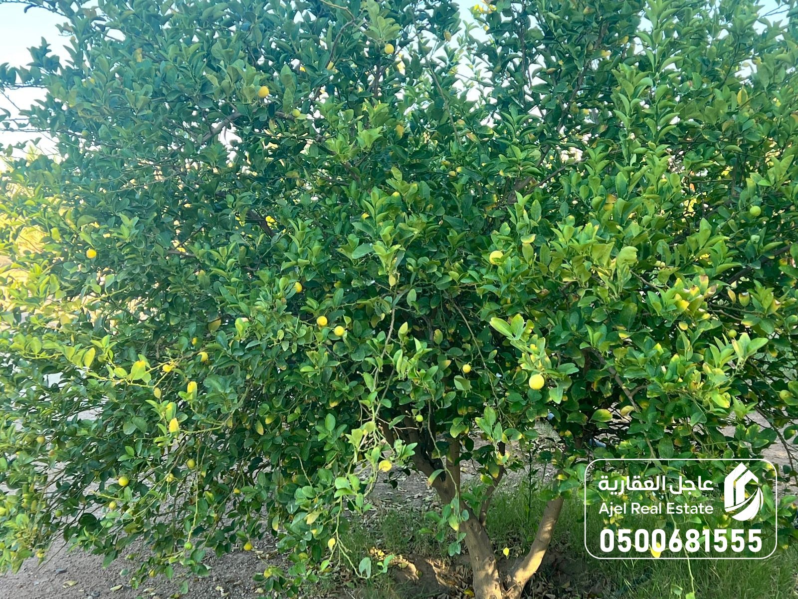 property_image_undefined