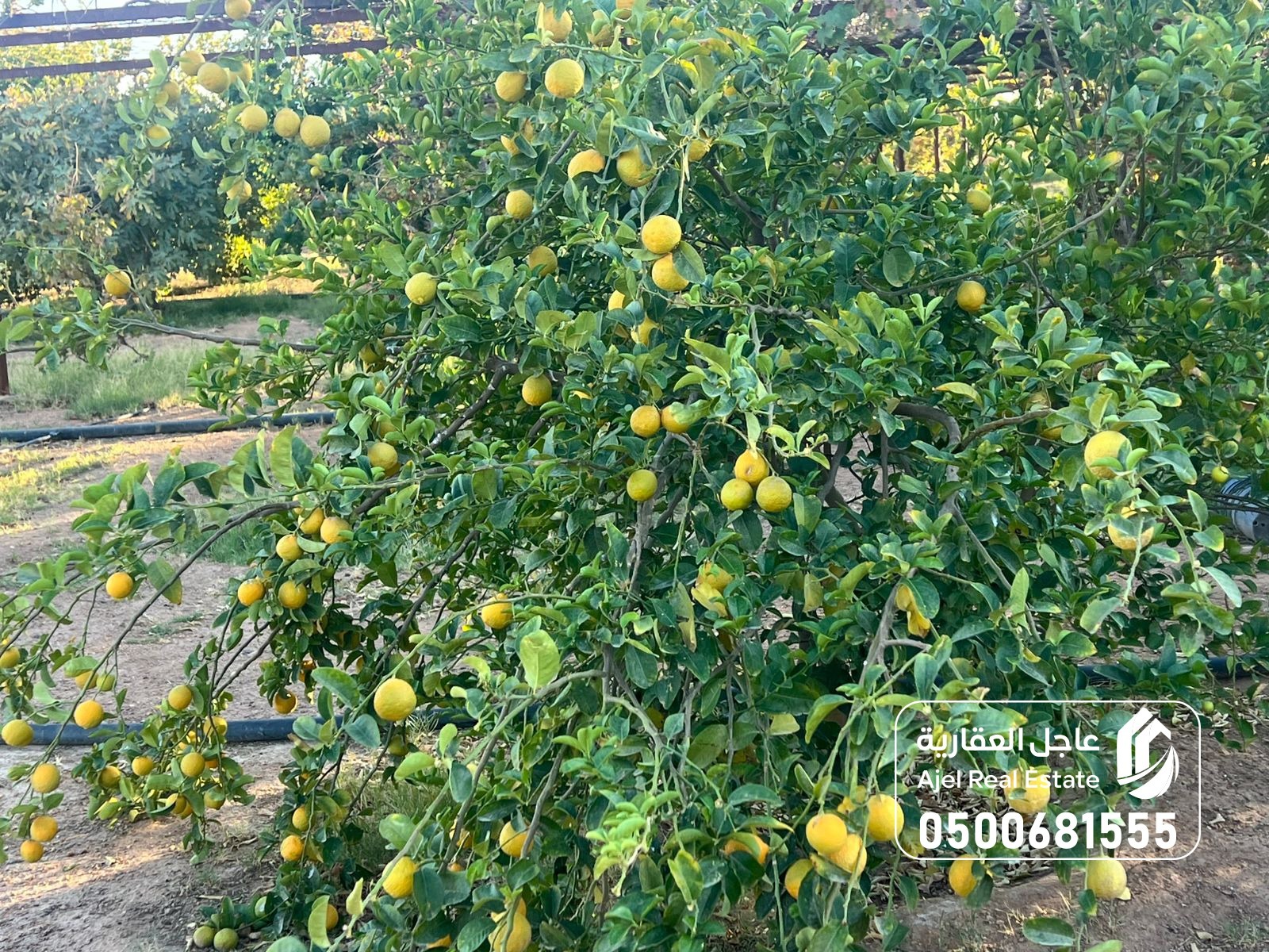 property_image_undefined